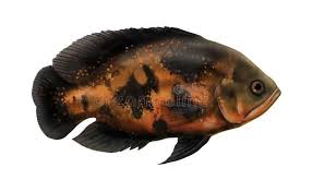 The fish has been introduced to other areas, including india, china. Oscar