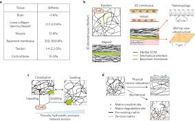Just preview or download the desired file. Mechanoreciprocity In Cell Migration Nature Cell Biology