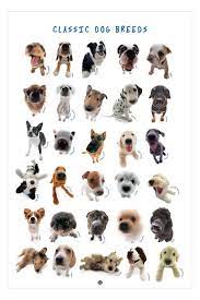 Classic Dog Breeds Dog Breeds Most Beautiful Dog Breeds Beautiful Dog Breeds