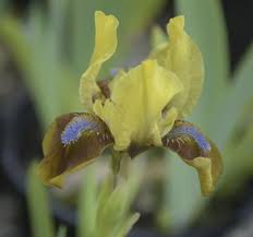 Photo of the bloom of Standard Dwarf Bearded Iris (Iris 'Jolly Fellow')  posted by cliftoncat