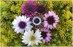 Tips for buying winter flowers. Just Look At That High Hand Nursery