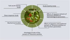 Image result for Tetracera alnifolia