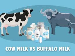 Camel milk has numerous health benefits which includes balancing and keeping your insulin levels stable. Cow Milk Vs Buffalo Milk Which Is Healthier Boldsky Com