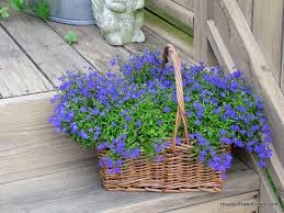Image result for Lobelia trullifolia