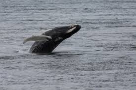 Sur les réseaux sociaux, un moniteur de surf l'a filmée en train de. Une Baleine A Bosse A Montreal Quebec Science