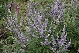 Image result for Vitex mombassae