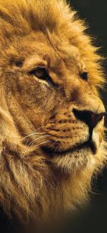 Pin By Livtorresec On Animals Lion Wallpaper Iphone Lion Wallpaper Animal Wallpaper