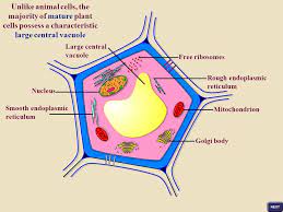 We did not find results for: Sser Ltd Plant Cells Like Animal Cells Possess A Plasma Membrane Within Which Is Contained A Complex Fluid Called The Cytosol Unlike Animal Cells Ppt Download