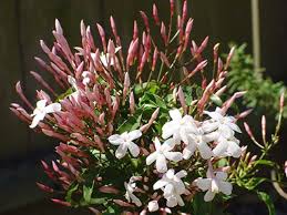 Image result for Jasminum stenolobum