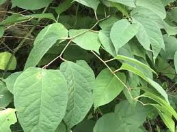 It is native to east asia in japan, china and korea. Garden Q A How To Control Japanese Knotweed And Prune A Dogwood Baltimore Sun