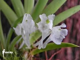 Image result for Podangis dactyloceras