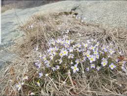 Image result for Hylebates