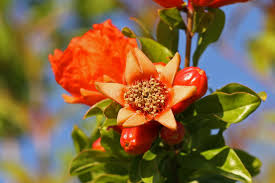 Kwiat granatu - silna antyoksydacja - Ziołolecznictwo i zdrowie