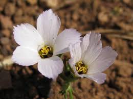 Image result for Polemoniaceae