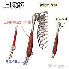 筋シリーズ 上腕筋 筋肉といれば力こぶ的な上腕二頭筋の下で地味に存在している上腕筋 上肢を下垂した状態で重いものを持つような時には働きませんが 抵抗に逆らって肘を屈曲させるときには 上腕二頭筋とともにとても強い力を発揮いたします 者骨粗面に付着し 肘の
