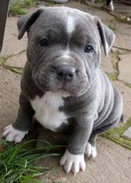 My Gawdddd American Pitbull Terrier Pitbull Terrier Cute Animals