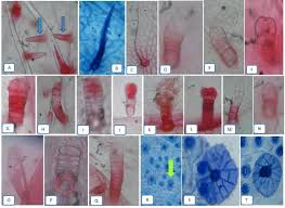 Image result for Combretum fuscum