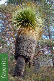 Its leaves and fruits are both edible as they contain iron, protein, among. Nolina Microcarpa Bear Grass Buy Seeds At Rarepalmseeds Com