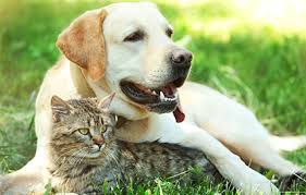 Courteous, friendly, and reliable service the entire time. Do My Own Do It Yourself Pest Control Lawn Care Gardening Equipment Animal Care Products Supplies