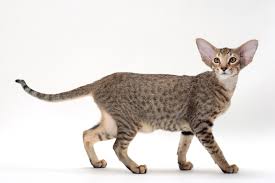 They are the smartest of all cat breeds. Chinese Oriental Cat Off 60 Www Usushimd Com
