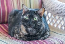However, a little outdoor adventure now and then won't hurt so. How Long Do Tortoiseshell Cats Live Tortoiseshellcats Co Uk