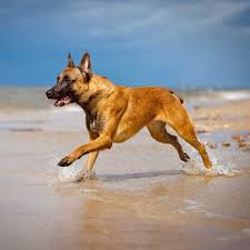 Find images of belgian malinois. Belgian Malinois Dog Breed Everything About Belgian Malinois