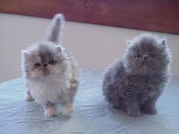 They have three main patterns: Blue Point Himalayan Persian Cats Blue Point Himalayan Catssmiilehouse Fluffy Cat Breeds Fluffy Cat Cat Breeds List