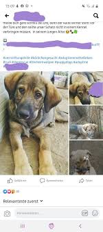 Ist der hund nach ablauf der nachfrist nicht abgeholt kann der verkäufer den hund angezahlt hat. Schutzvertrag Hund Download Schutzvertrag Definition And Synonyms Of Schutzvertrag In The German Dictionary Tierschutzverein Freunde Der Tiere Altmuhltal E