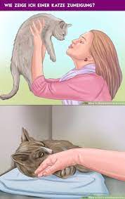 wie zeige ich einer katze zuneigung katzen haustiere katzen verhalten