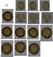 Image result for Celosia stuhlmanniana