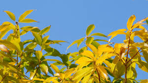 黄色い 葉っぱ の 木