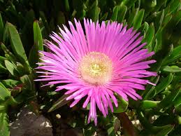 Plante tapissante jolie et pratique: Quelles Plantes Couvre Sol Choisir Pour Le Jardin Maison