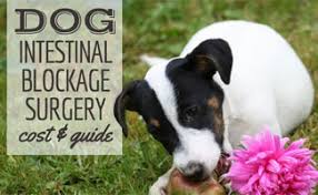 The thought of colon cancer is certainly a frightening prospect, but keep in mind there are many noncancerous causes of these symptoms. Dog Intestinal Blockage Timeline Signs Symptoms Cost Surgery Recovery Success Rates More Caninejournal Com