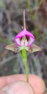 Image result for Disperis dicerochila