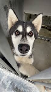 Time is ticking for Conner, a sweet misunderstood dog whose life will be  cut short unless a rescue group intervenes. His shelter notes don't define  him