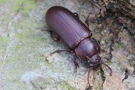 Mehlkäfer sind zwar durch ihre flügel sehr mobil, bleiben aber gerne in der nähe ihrer. Naturspektrum Mehlkafer Tenebrio Molitor Arteninfo Mobil