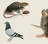 Société de dératisation à Rabat Maroc