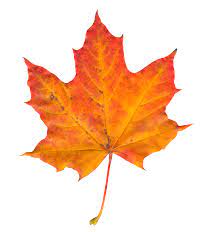 Pin By Eric Huang On Destaques Autumn Leaves Leaves Watercolor Leaves