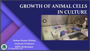Check spelling or type a new query. Animal Cell Culture Labmonk