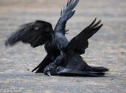 Depending on their age and species, baby birds may eat every 10 to 20 minutes for 12 to 14 hours per day, consuming a diet rich in insects for sufficient protein to ensure healthy growth. It S Not Without Caws That Crows Desecrate Their Dead Science Smithsonian Magazine