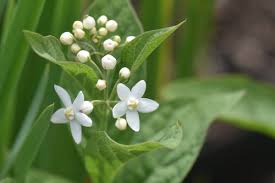 Image result for Cynanchum