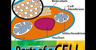 We did not find results for: Parts Of A Cell Human Animals Class 7 Class 8 Grade 7 Grade 8 Youtube Animal Cell Functions Human Body Structure Science Cells