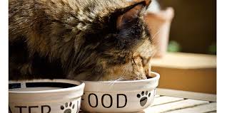 It's really not all that different from feeding sugared cereals to kids. What Should I Feed My Cat Wet Or Dry Food International Cat Care
