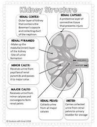 Urinary System Doodle Notes Distance Learning Compatible Basic Anatomy And Physiology Medicine Notes Doodle Notes