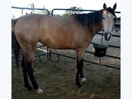 Buy with confidence, we have a clean purchase exam and a full set of clean. Bomb Proof Buckskin Mare Aqha Azteca Horse For Sale In Temecula Ca