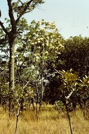 Image result for Protea rupestris