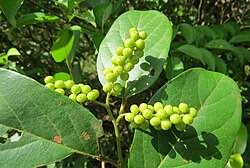 Image result for Antidesma