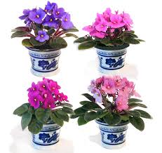 First order of miniatures from vi. Buyafricanviolets Com Miniature African Violets