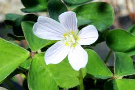 Image result for Oxalis oligotricha