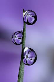 Revealing The Details Of A Tiny Macro World Water Droplets Dew Drops Purple